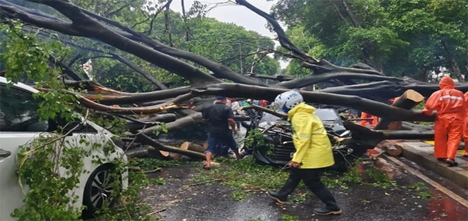 Cara Lapor Pohon Rawan Tumbang di Jakarta Posko Resminya