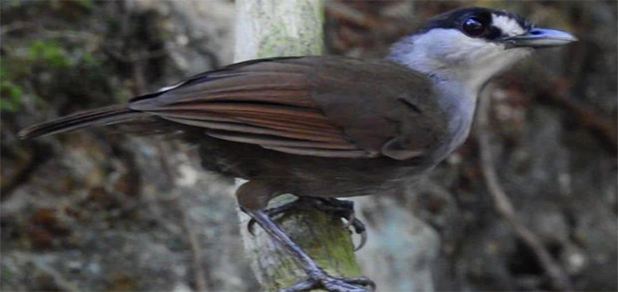 Kembalinya Burung Pelanduk Kalimantan Menghilang Sejak 1851