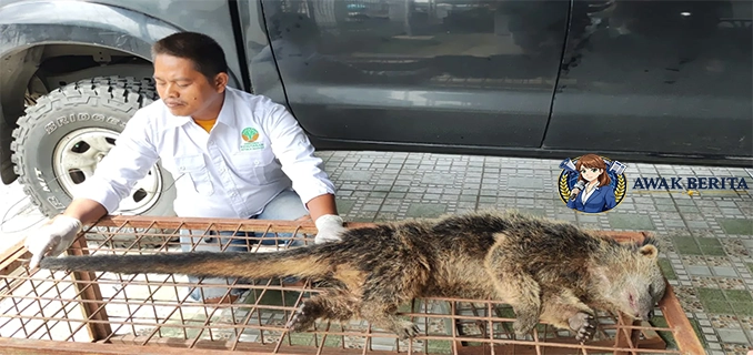 Bukan Diburu Binturong Mati di Banten Diduga Hewan Jadi-jadian